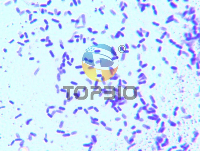 ��������@΢�R�R�z��Ƭ