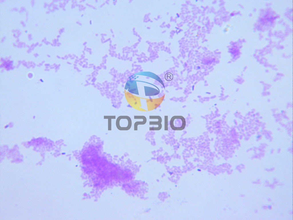 ���͸�����ɳ�T�Ͼ��@΢�R�R�z��Ƭ